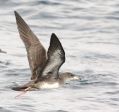 Pink-footed Shearwater